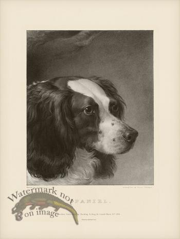 SA Dogs 03 Spaniel